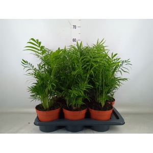 Chamaedorea elegans