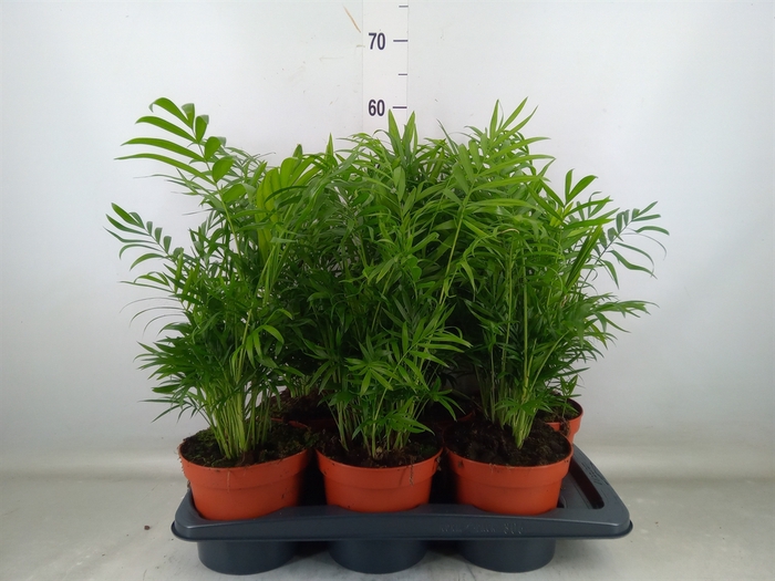 <h4>Chamaedorea elegans</h4>