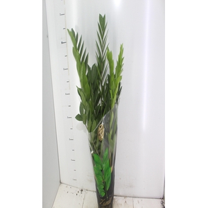 ZAMIOCULCAS PREMIUM P17 PREMIUM
