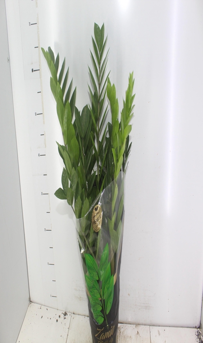 <h4>ZAMIOCULCAS PREMIUM P17 PREMIUM</h4>