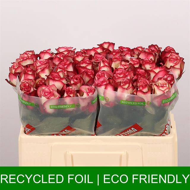 <h4>Rosa large paloma</h4>