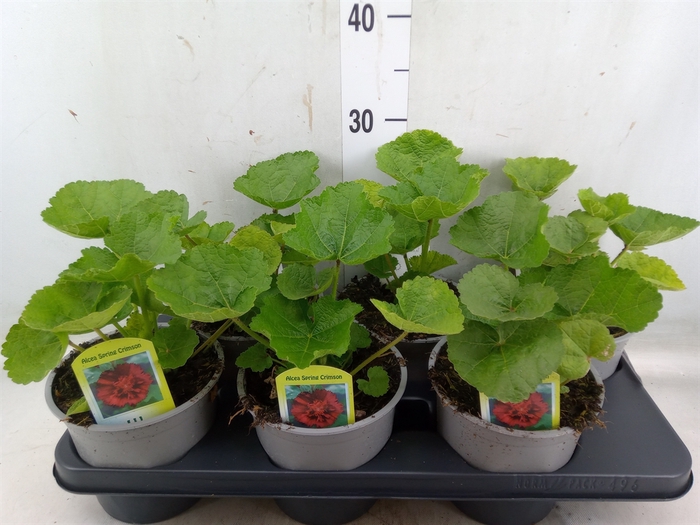 <h4>Alcea rosea 'SpringCel Crimson'</h4>