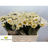 Leucanthemum Rheinblick Egmond