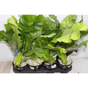 ASPLENIUM NIDUS P15