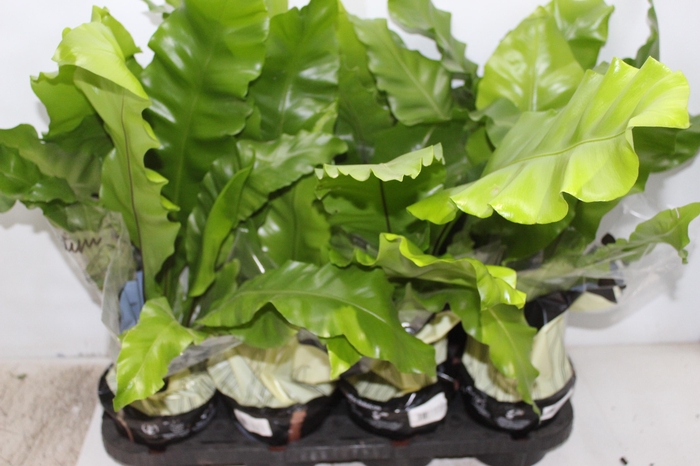 <h4>ASPLENIUM NIDUS P15</h4>