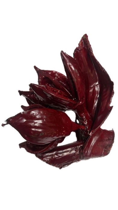 <h4>Waxed Seafruit Bordeaux</h4>