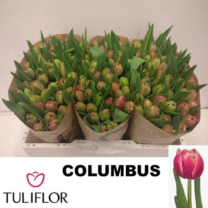 <h4>Tulipa do columbus</h4>