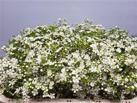 <h4>Chamelauc Ofir White</h4>