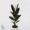 Ficus elastica Melany®