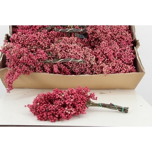 DF Schinus Molle Pink Bs