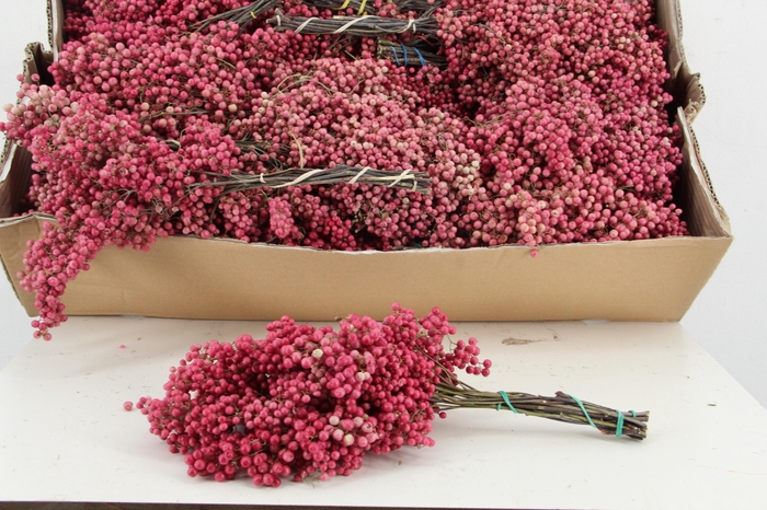 <h4>DF Schinus Molle Pink Bs</h4>