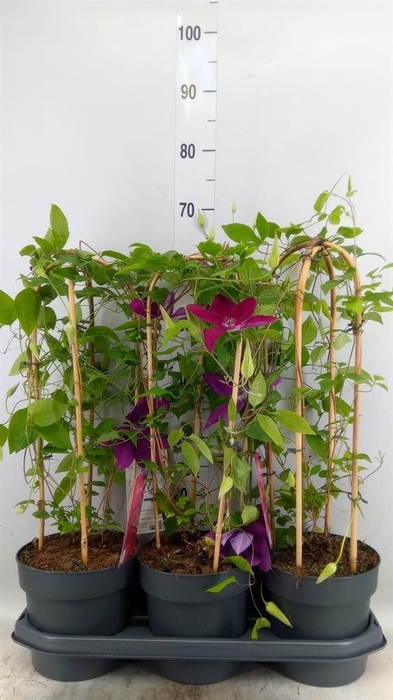 <h4>Clematis  'Garland'   ...</h4>