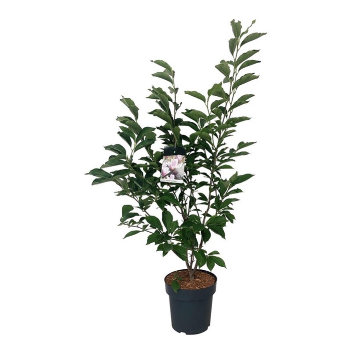 <h4>Magnolia soulangeana</h4>