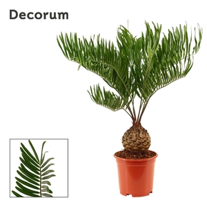 Zamia Floridiana 19 cm (Decorum)