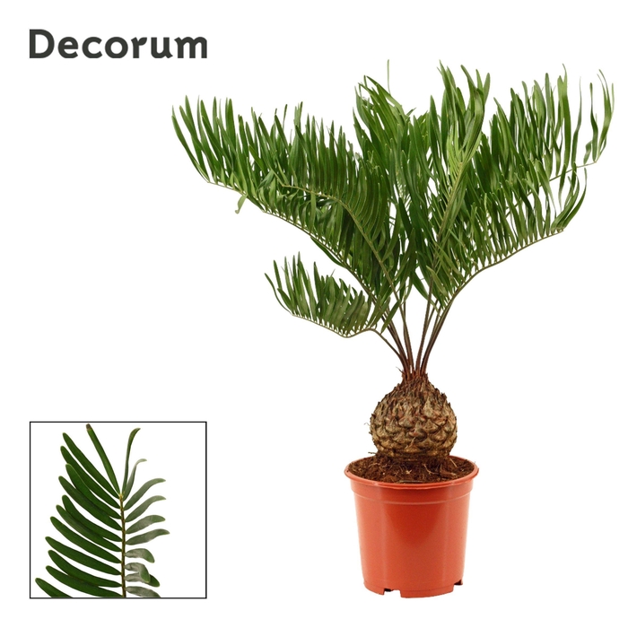 <h4>Zamia Floridiana 19 cm (Decorum)</h4>