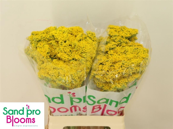 <h4>Achillea F Park Variety</h4>