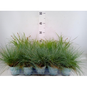 Siergras   ...mix 3 /tray   [Grass]