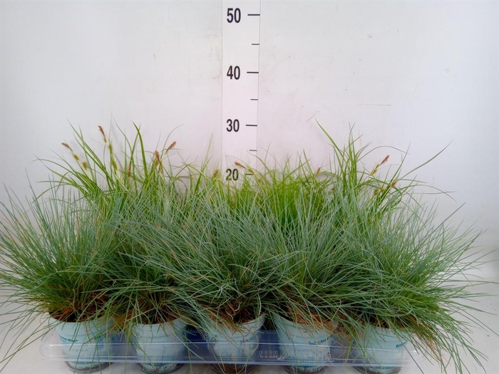 <h4>Siergras   ...mix 3 /tray   [Grass]</h4>