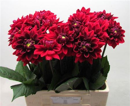 <h4>Dahl Red Runner</h4>