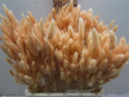 Deco Lagurus Zalm