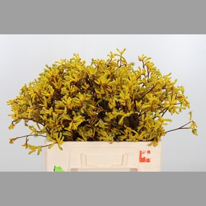 Anigozanthos Yellow Gem