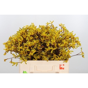 Anigozanthos Yellow Gem