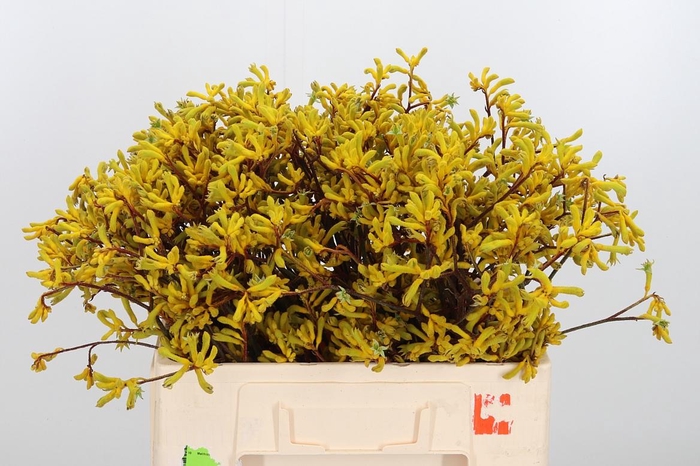 <h4>Anigozanthos Yellow Gem</h4>