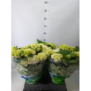 Hydrangea mac. 'Wudu'