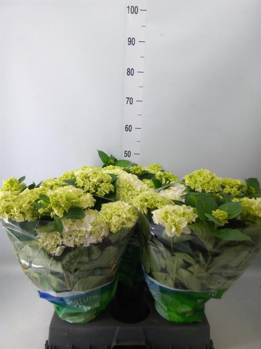 <h4>Hydrangea mac. 'Wudu'</h4>