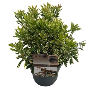Pieris jap. 'Variegata' sense