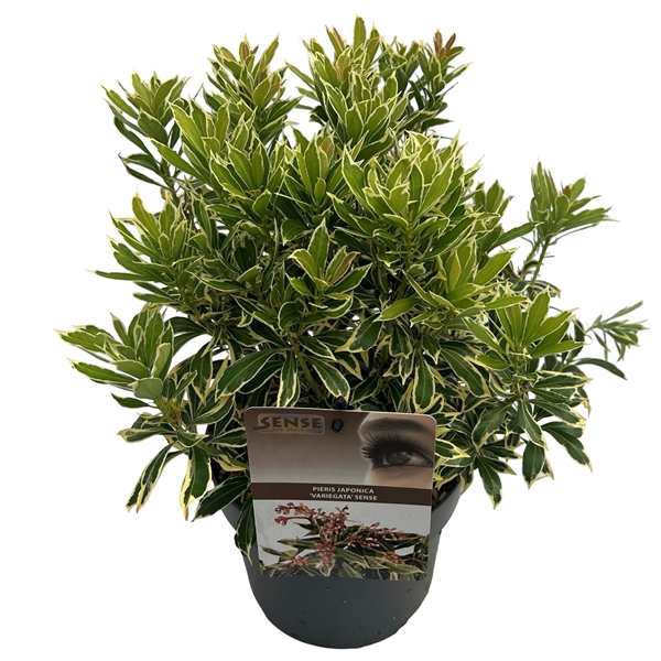 <h4>Pieris jap. 'Variegata' sense</h4>