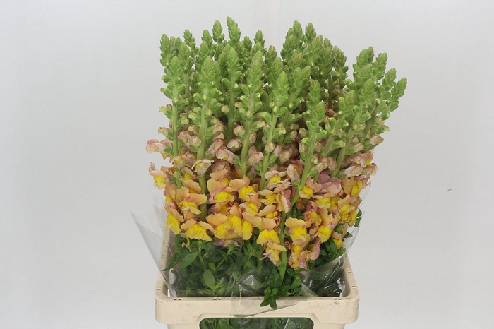 <h4>Antirrhinum Potomac Light Orange</h4>