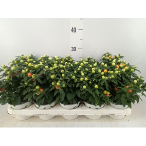 Solanum pseudocapsicum
