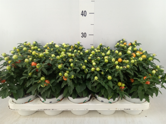 <h4>Solanum pseudocapsicum</h4>