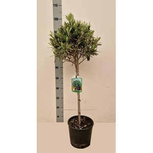OLEA EUROPAEA