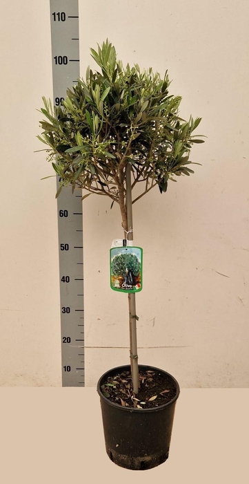 <h4>OLEA EUROPAEA</h4>