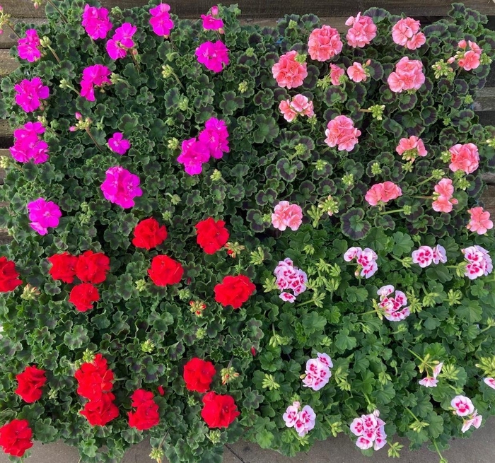 <h4>PEL ZON MIXK</h4>