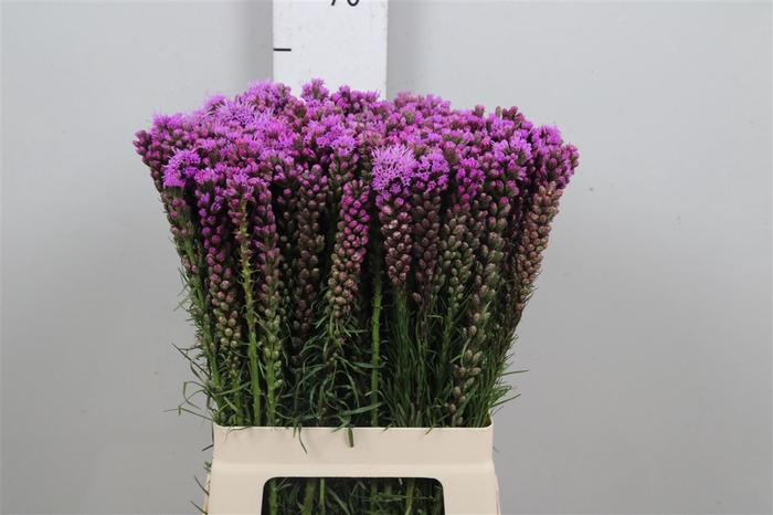 <h4>Liatris Spicata</h4>