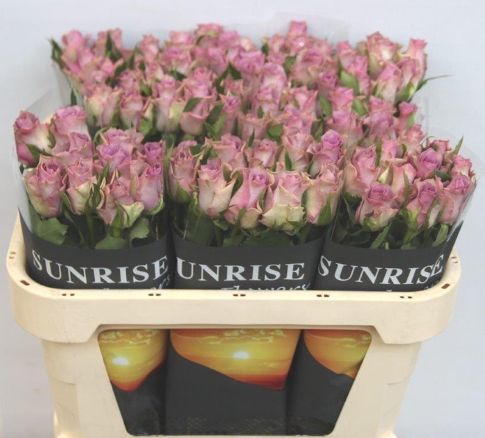 <h4>R GR NIGHTINGALE!</h4>