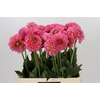 Dahlia Pink Runner