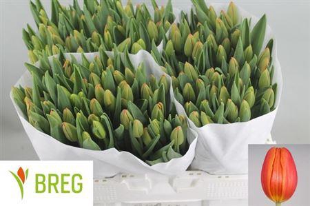 <h4>Tu En Orange Juice</h4>