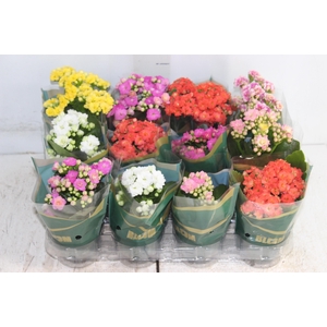 KALANCHOE DOBRADO MINI P09