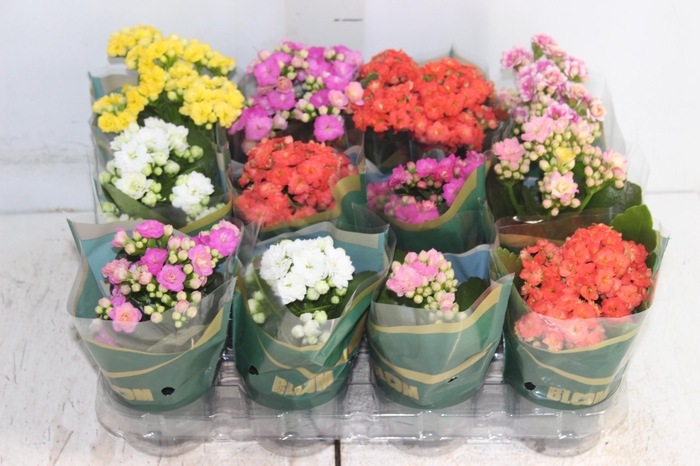 <h4>KALANCHOE DOBRADO MINI P09</h4>