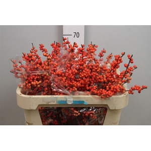 Ilex Ve Oudijks Orange (x25)