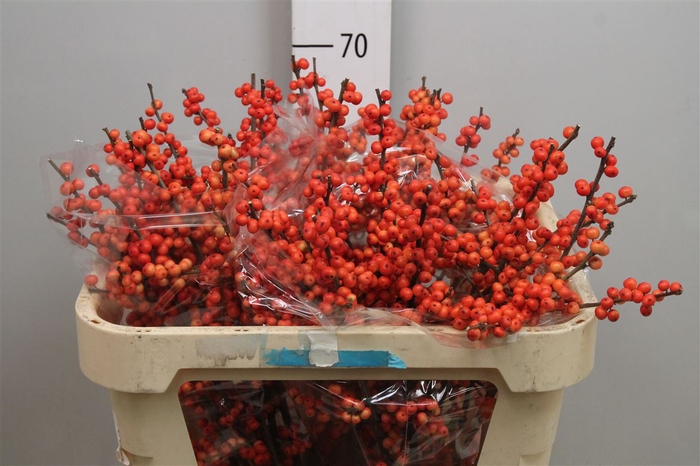 <h4>Ilex Ve Oudijks Orange (x25)</h4>