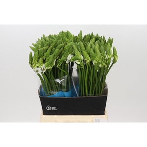 Ornithogalum Mount Fuji