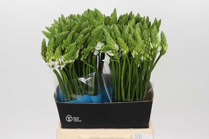 <h4>Ornithogalum Mount Fuji</h4>