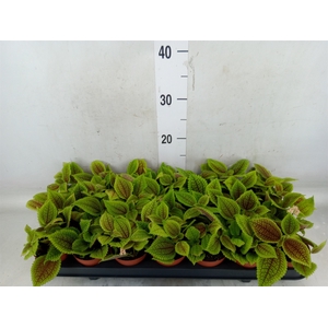 Pilea mollis 'Moon Valley'