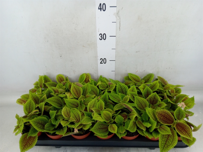 <h4>Pilea mollis 'Moon Valley'</h4>