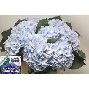 Hydrangea verena blue